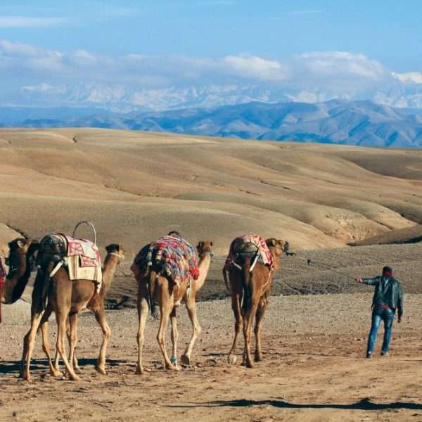Camel Ride Agafay Desert Marrakech